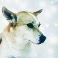 Team Andiamo Otto Otto - Chief Happiness Officer